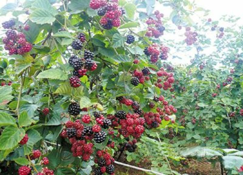黑树莓根孽苗批发价两年苗秋季定植第二年挂果树莓苗基地