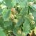 黑树莓根孽苗批发价两年苗秋季定植第二年挂果树莓苗基地