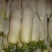 白萝卜1~1.5斤起
