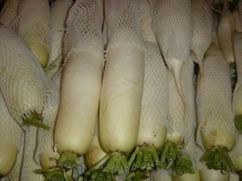 白萝卜1~1.5斤起