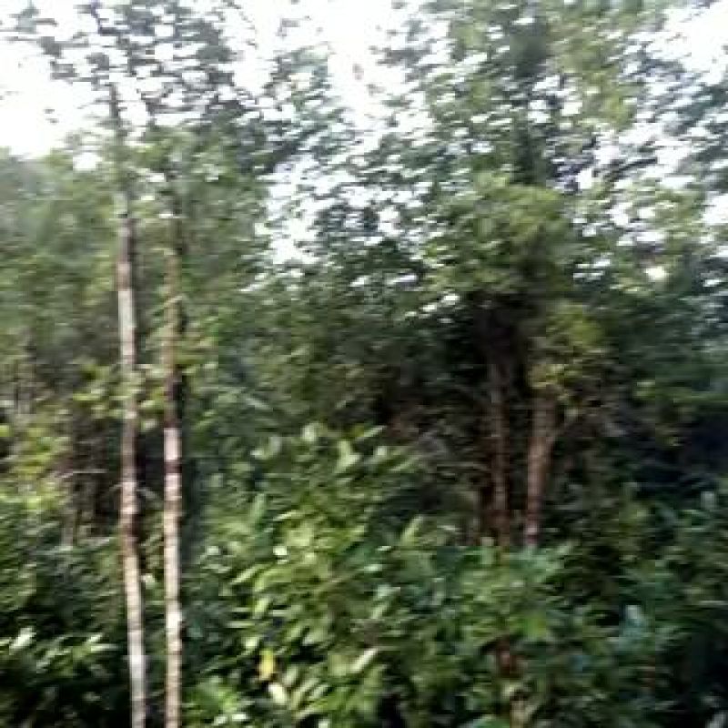 春大料散装