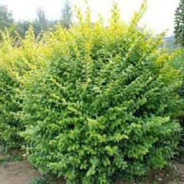金叶女贞4cm以下