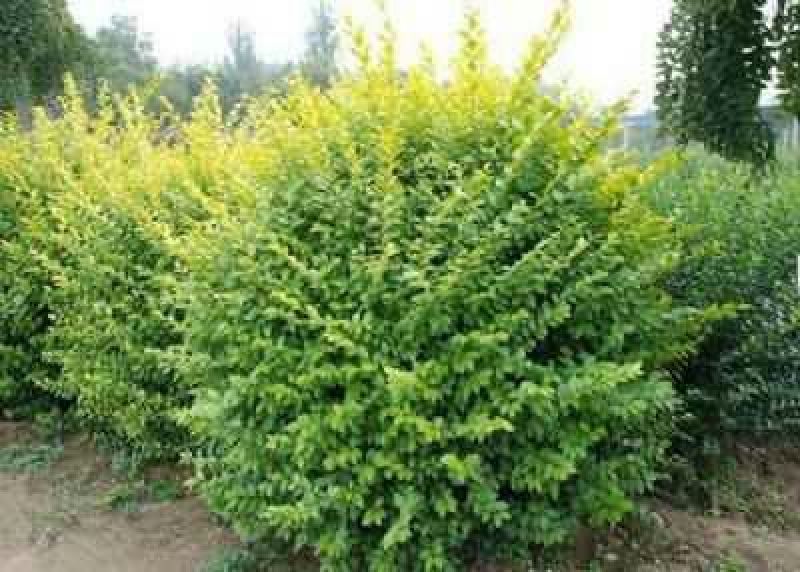 金叶女贞4cm以下
