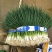 香葱小葱35~40cm