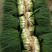 香葱小葱35~40cm