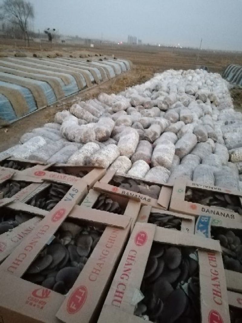 平菇菌棒配方合理抗病产量高扶贫专用