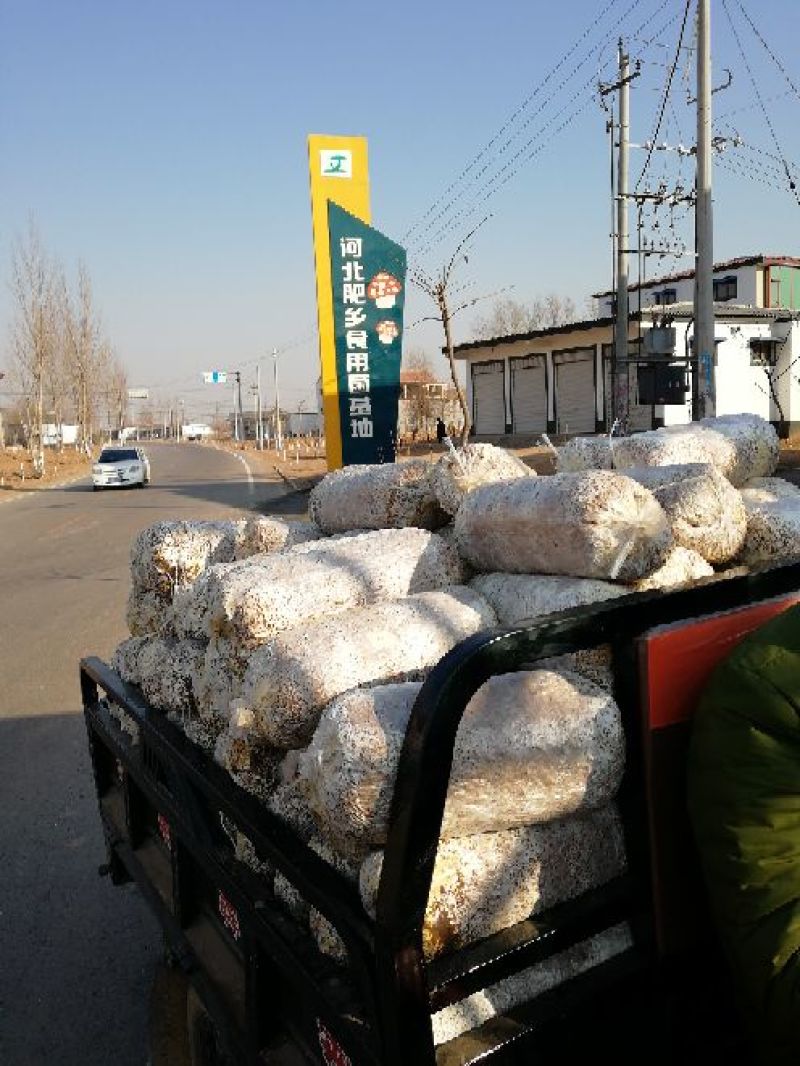 平菇菌棒配方合理抗病产量高扶贫专用