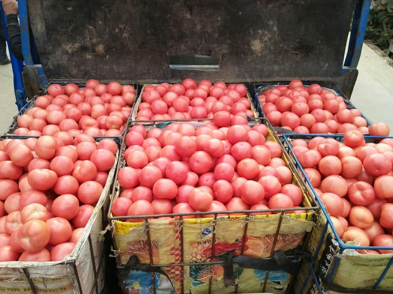 米易硬粉西红柿大量上市中，产地直发，全国供应货源充足