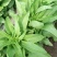 0.48元优质莴苣2~4斤，有便宜的好的孬