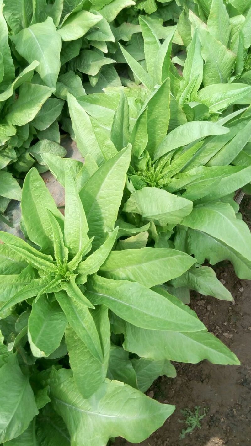 0.48元优质莴苣2~4斤，有便宜的好的孬