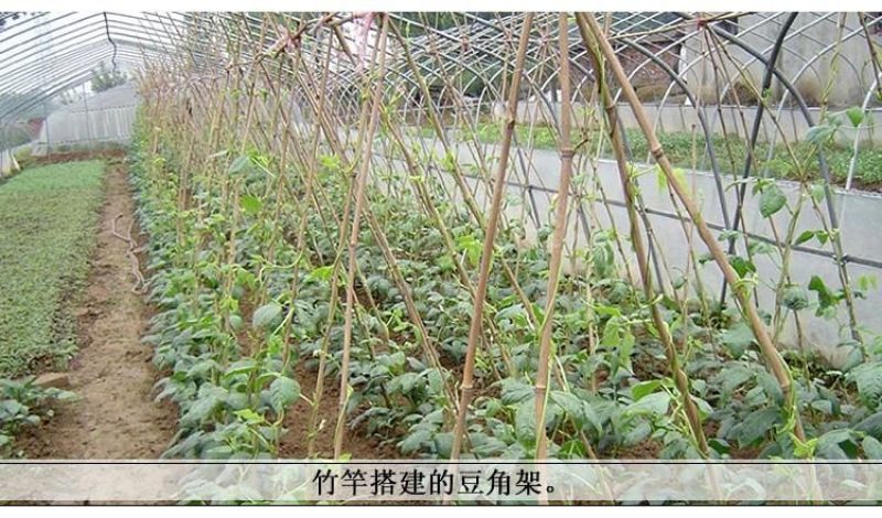 竹竿