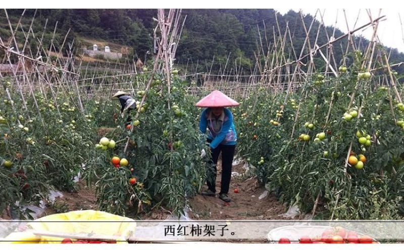 竹竿