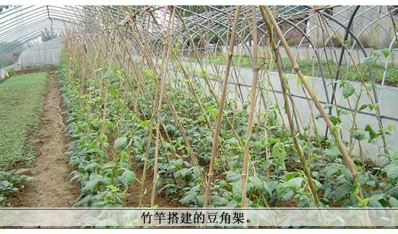 竹竿