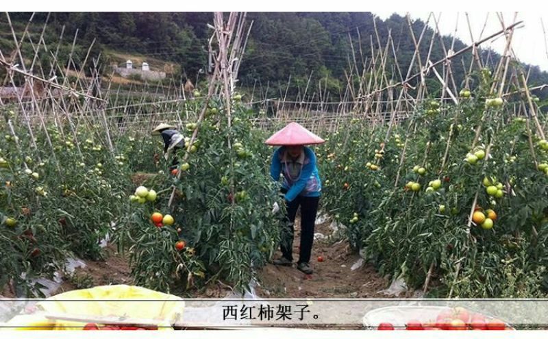 竹竿