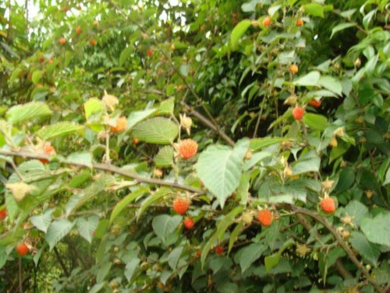 树莓果鲜果