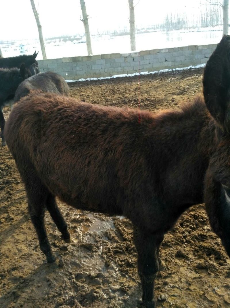 肉驴400~500斤