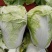 大白菜净菜4~6斤