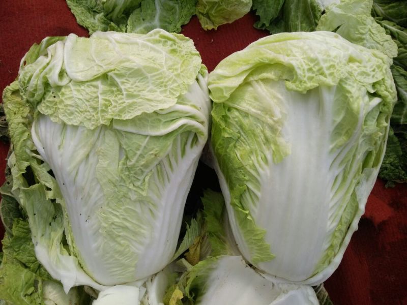 大白菜净菜4~6斤