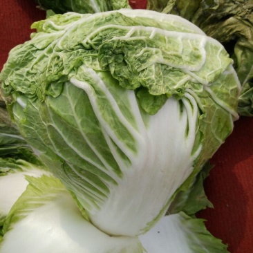 大白菜净菜4~6斤