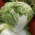 大白菜净菜4~6斤