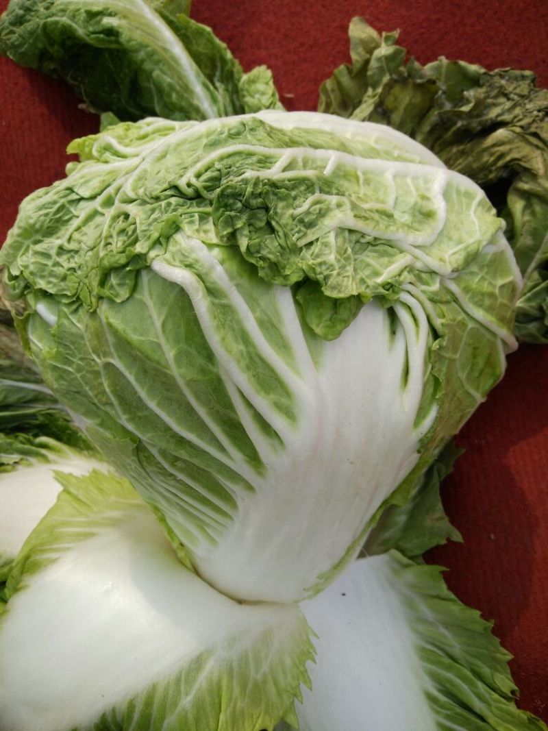 大白菜净菜4~6斤