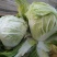 大白菜净菜4~6斤