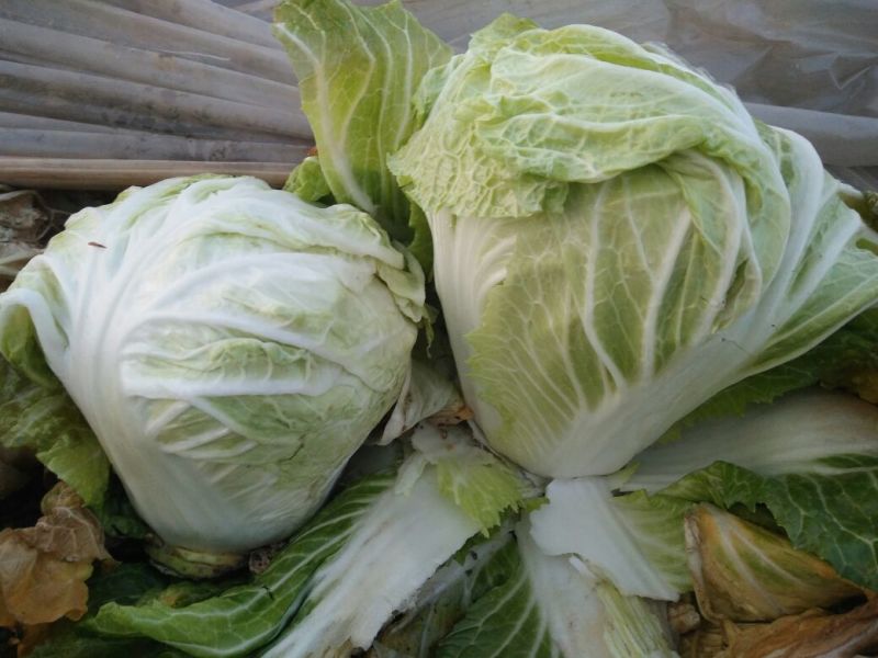 大白菜净菜4~6斤