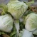 大白菜净菜4~6斤