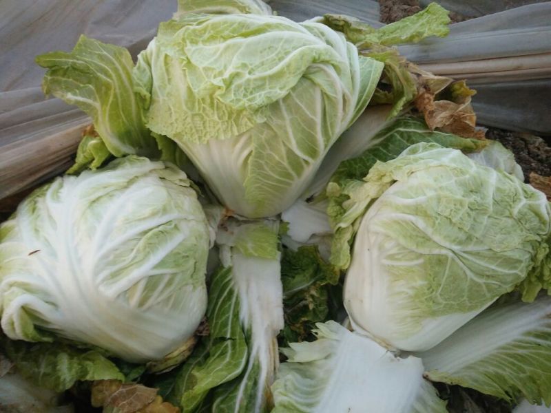 大白菜净菜4~6斤
