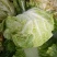 大白菜净菜4~6斤