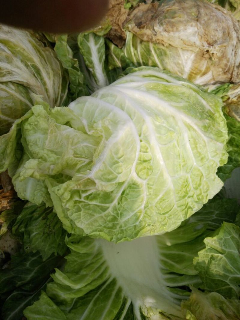 大白菜净菜4~6斤