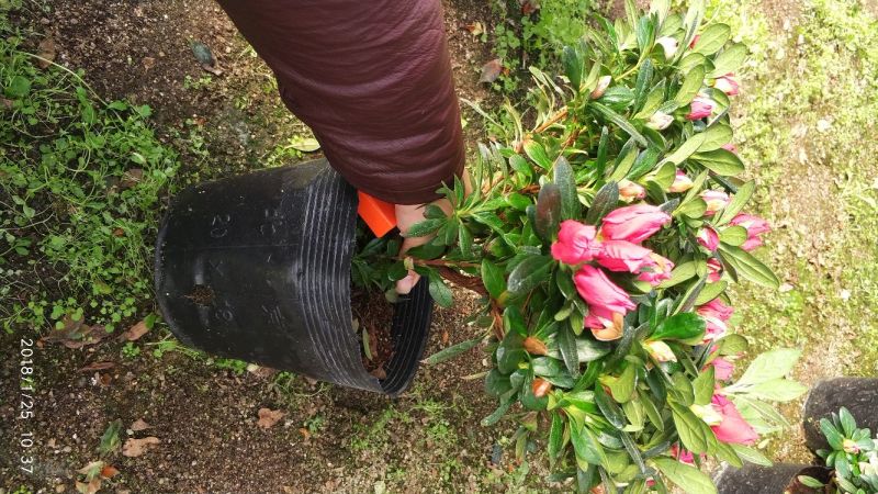 高山杜鹃20cm以上0.5米以下