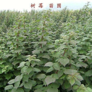 树莓苗50~80cm