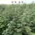 树莓苗50~80cm