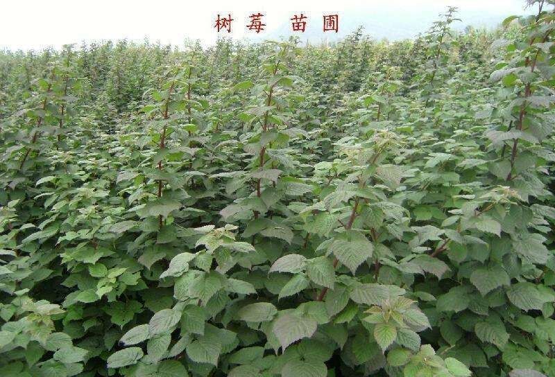 树莓苗50~80cm