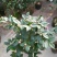 茶花50~80cm