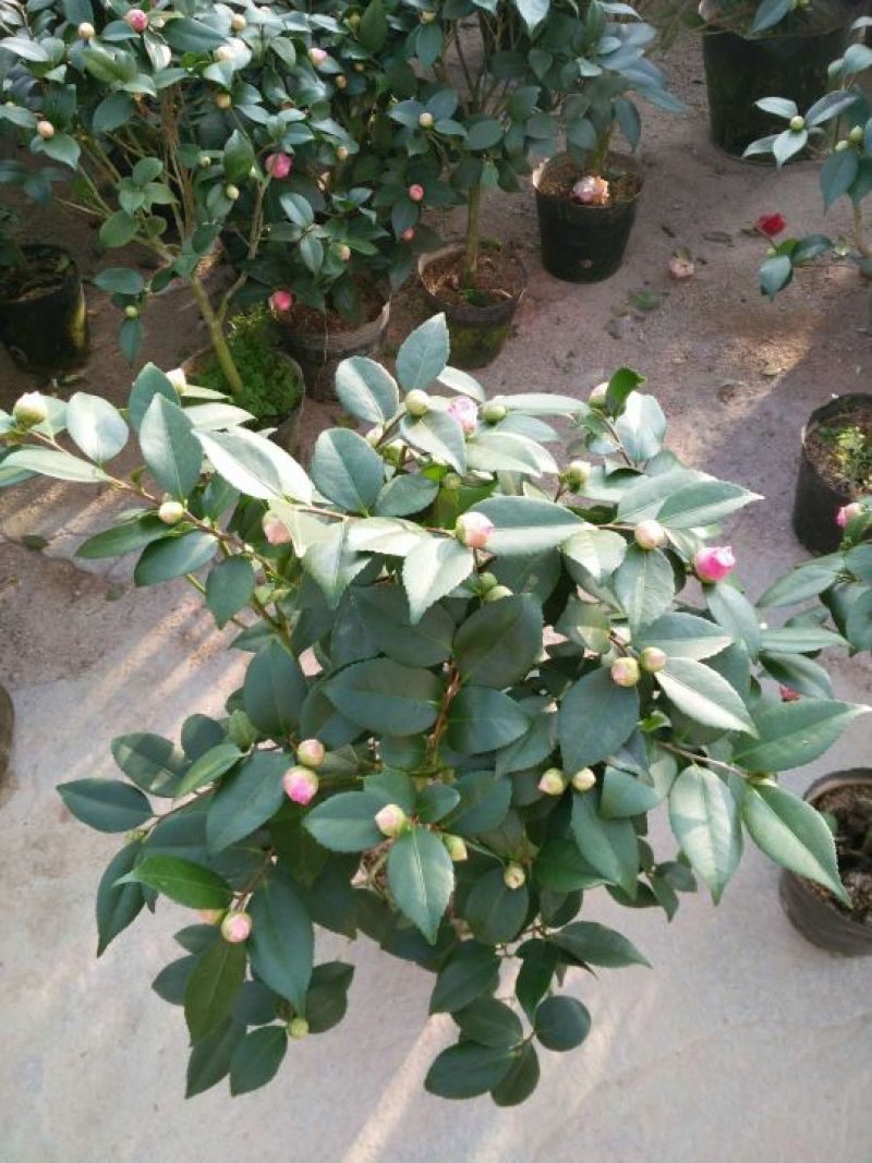 茶花50~80cm
