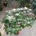 茶花50~80cm