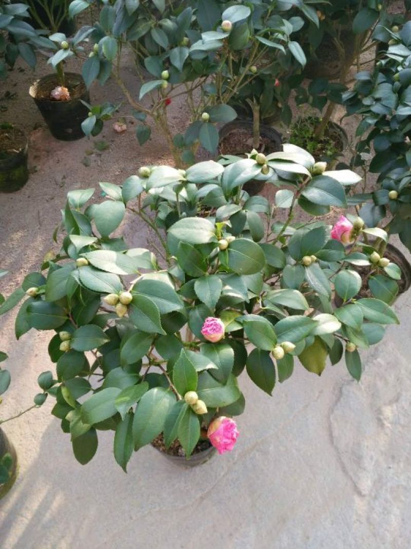 茶花50~80cm