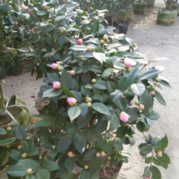 茶花50~80cm