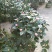 茶花50~80cm