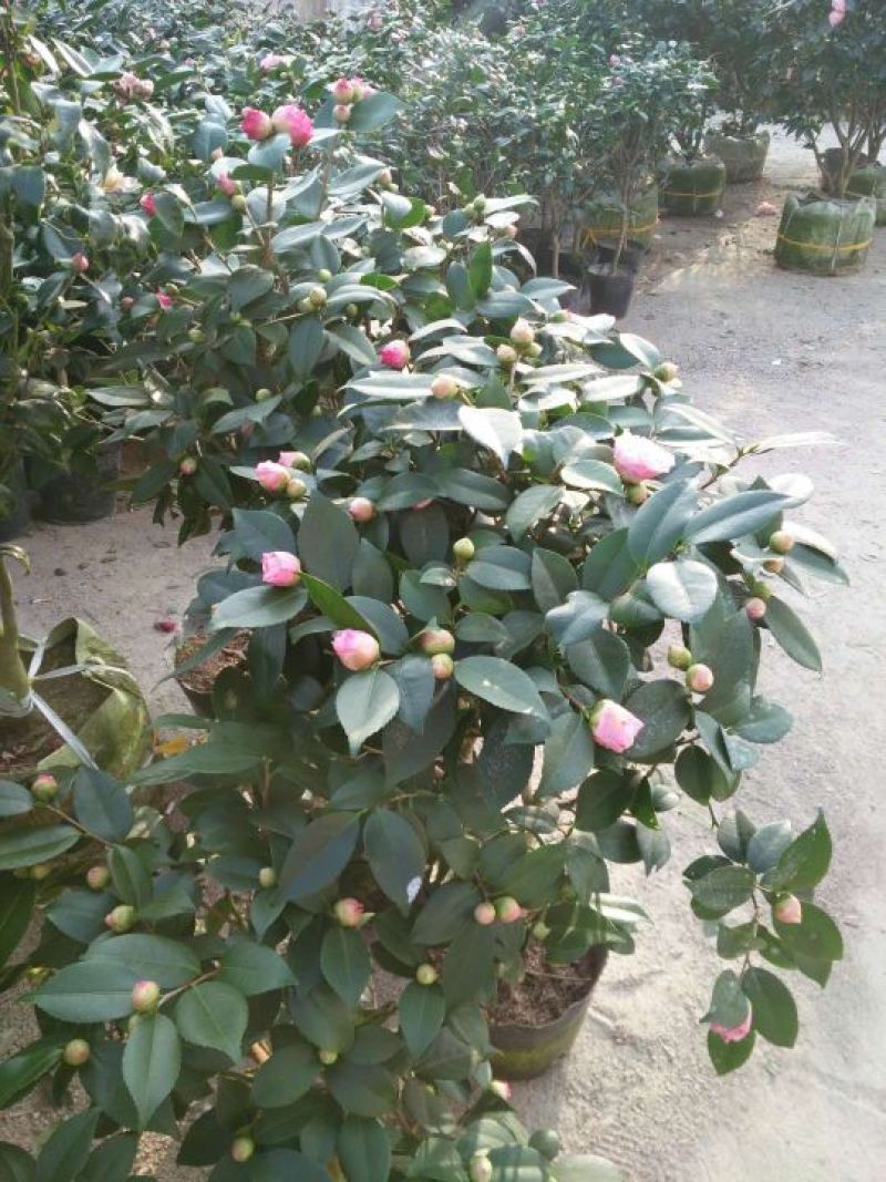 茶花50~80cm