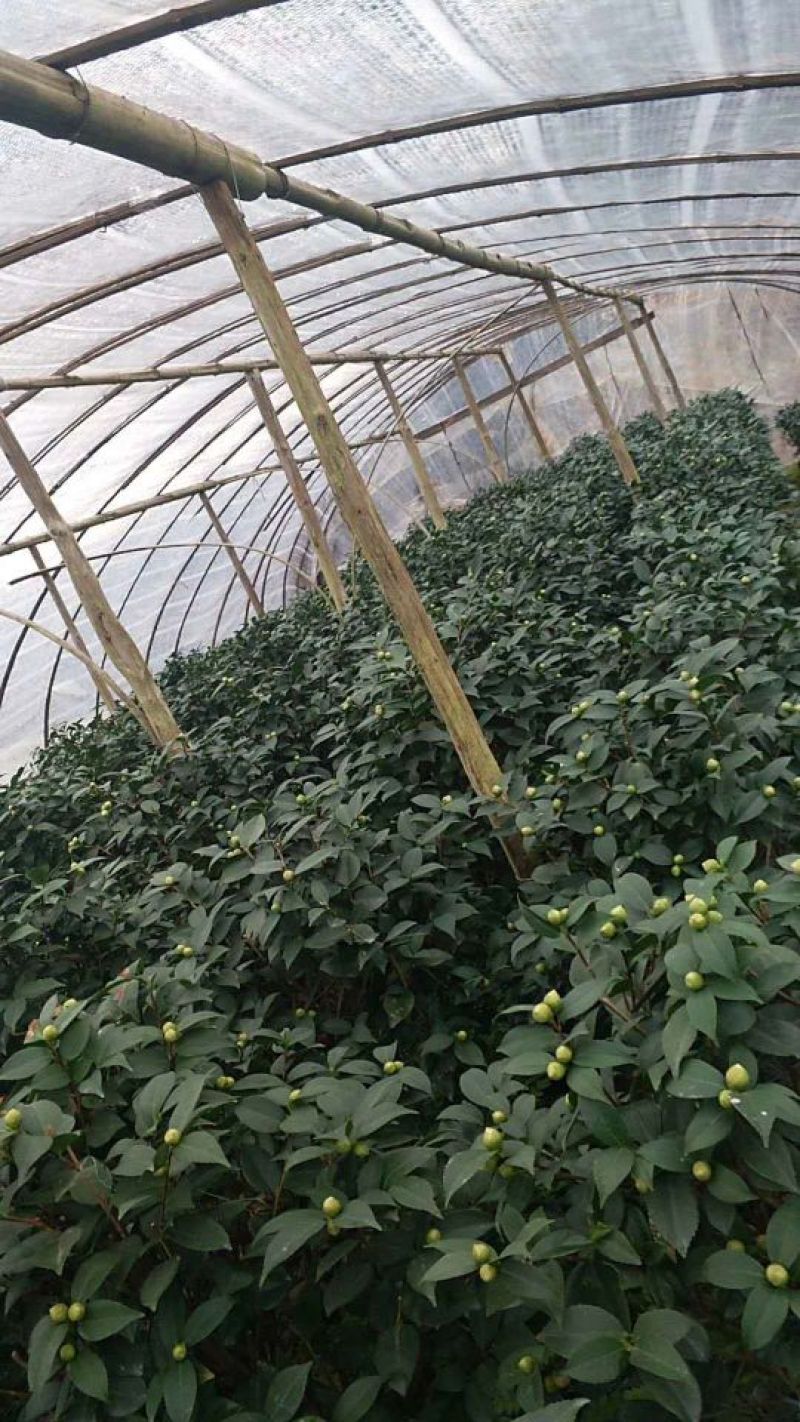 茶花50~80cm