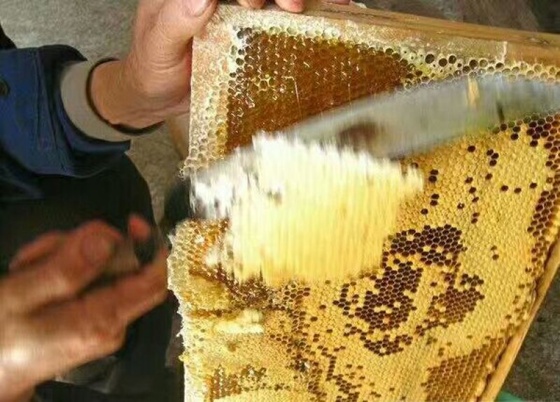 新疆伊犁精品蜂巢蜜1斤