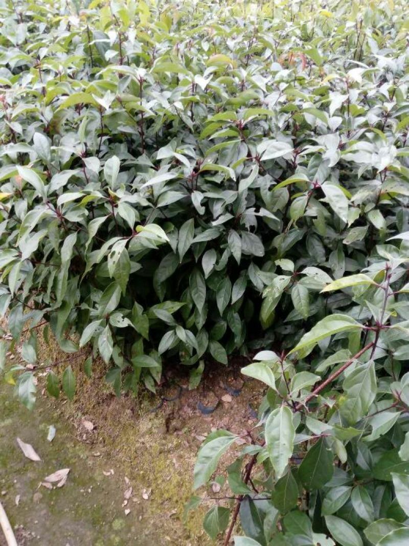 樟树苗50~60cm，小杯苗，中杯苗