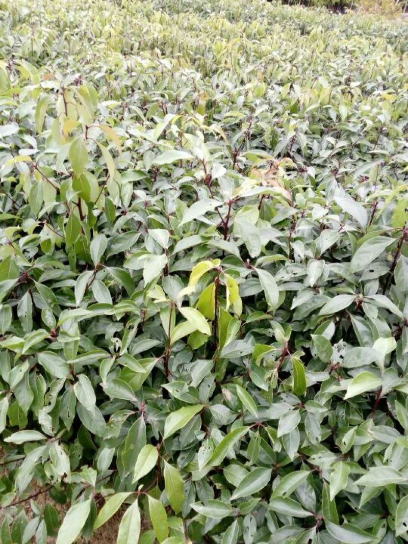樟树苗50~60cm，小杯苗，中杯苗