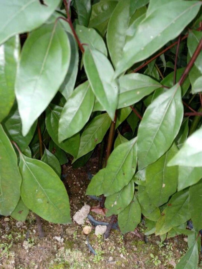 樟树苗50~60cm，小杯苗，中杯苗