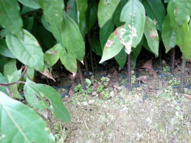 樟树苗50~60cm，小杯苗，中杯苗