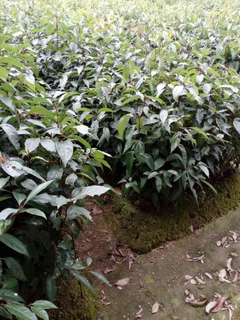 樟树苗50~60cm，小杯苗，中杯苗