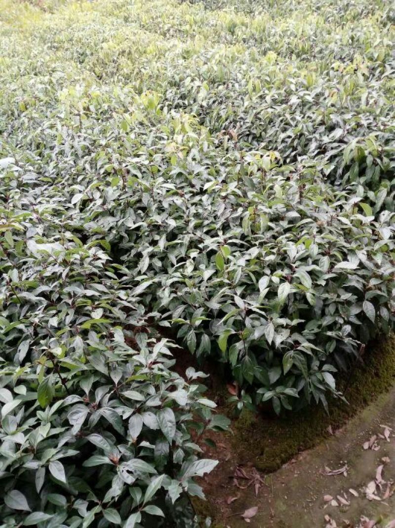 樟树苗50~60cm，小杯苗，中杯苗